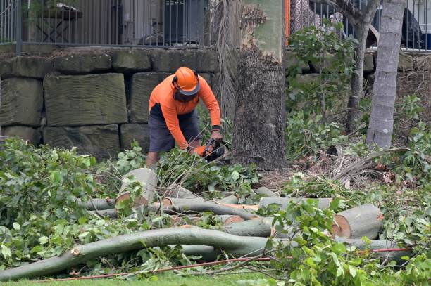 Tree and Shrub Care in North Syracuse, NY